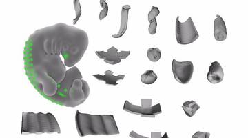 Ученые «взломали» клетки для создания трехмерных фигур из живой ткани