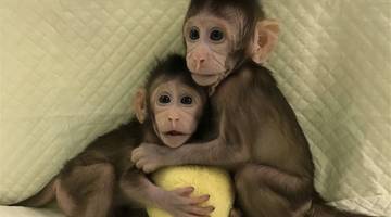 Китайские генетики впервые клонировали обезьян по методу овечки Долли