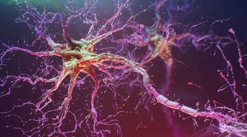 Ученые вырастили нейронную сеть из человеческих стволовых клеток